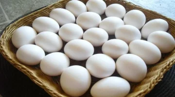 أسعار كرتونة البيض في بورصة الدواجن اليوم الجمعة 28-11-2025 تتراجع بوضوح